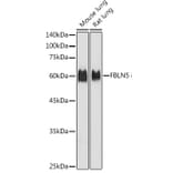 Western Blot - Anti-Fibulin 5 Antibody (A12432) - Antibodies.com