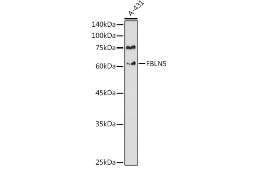 Western Blot - Anti-Fibulin 5 Antibody (A12432) - Antibodies.com
