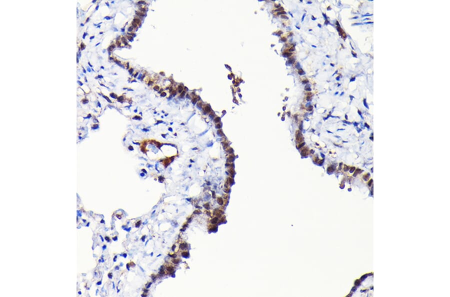 Immunohistochemistry - Anti-RGS14 Antibody (A12433) - Antibodies.com