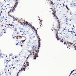 Immunohistochemistry - Anti-RGS14 Antibody (A12433) - Antibodies.com