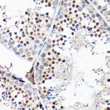 Immunohistochemistry - Anti-RGS14 Antibody (A12433) - Antibodies.com