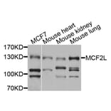 Western Blot - Anti-MCF2L Antibody (A9966) - Antibodies.com