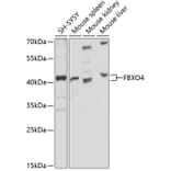 Western Blot - Anti-FBXO4/FBX4 Antibody (A12437) - Antibodies.com
