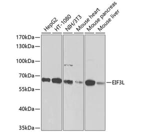 Western Blot - Anti-eIF3l Antibody (A12439) - Antibodies.com