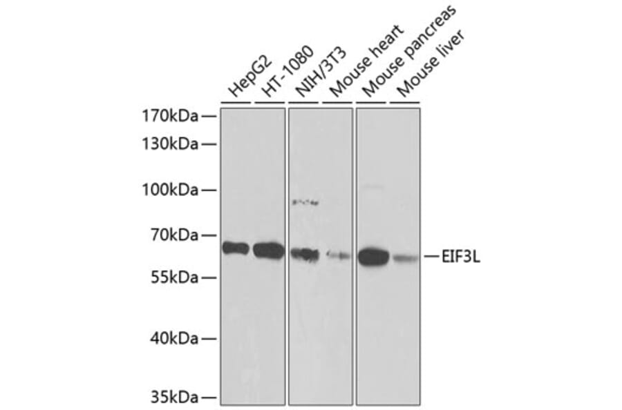 Western Blot - Anti-eIF3l Antibody (A12439) - Antibodies.com