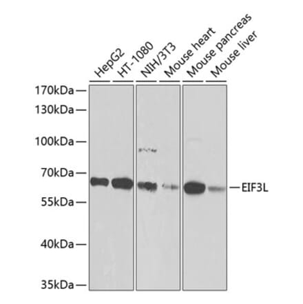 Western Blot - Anti-eIF3l Antibody (A12439) - Antibodies.com