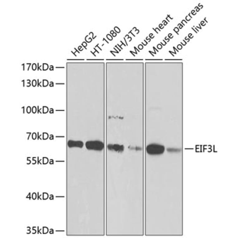 Western Blot - Anti-eIF3l Antibody (A12439) - Antibodies.com