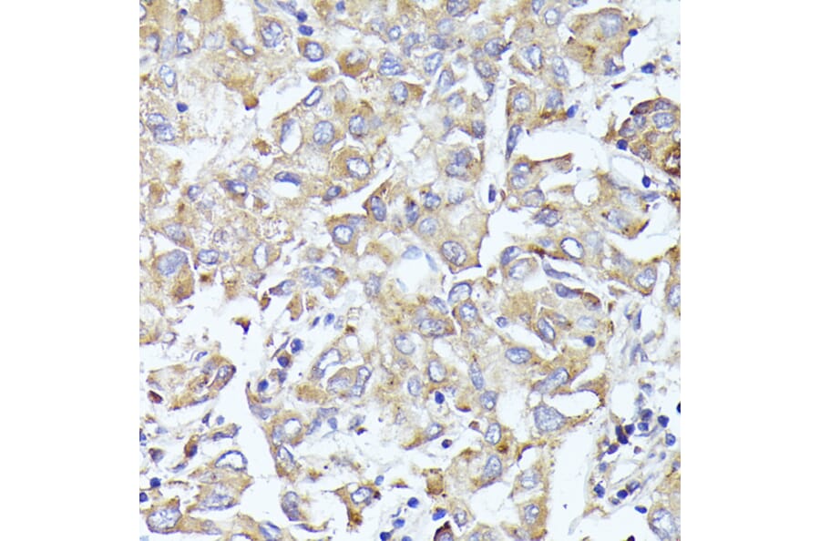 Immunohistochemistry - Anti-eIF3l Antibody (A12439) - Antibodies.com