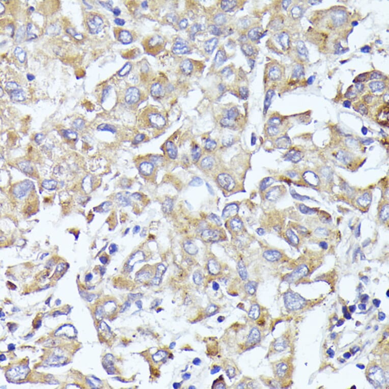Immunohistochemistry - Anti-eIF3l Antibody (A12439) - Antibodies.com