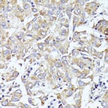 Immunohistochemistry - Anti-eIF3l Antibody (A12439) - Antibodies.com