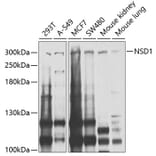Western Blot - Anti-NSD1 Antibody (A124414) - Antibodies.com