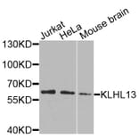 Western Blot - Anti-KLHL13 Antibody (A9989) - Antibodies.com