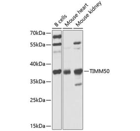 Western Blot - Anti-TIM50 Antibody (A12444) - Antibodies.com