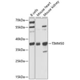 Western Blot - Anti-TIM50 Antibody (A12444) - Antibodies.com