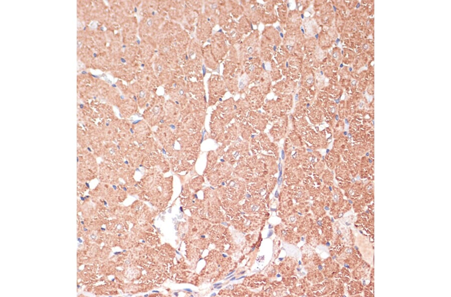 Immunohistochemistry - Anti-FRMD6/Willin Antibody (A12445) - Antibodies.com