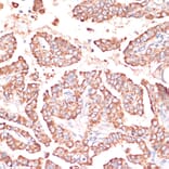 Immunohistochemistry - Anti-FRMD6 / Willin Antibody (A12445) - Antibodies.com