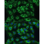 Immunofluorescence - Anti-FRMD6 / Willin Antibody (A12445) - Antibodies.com