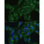 Immunofluorescence - Anti-FRMD6 / Willin Antibody (A12445) - Antibodies.com