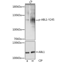 Western Blot - Anti-ABL1 (phospho Tyr245) Antibody (A12447) - Antibodies.com