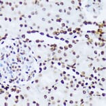 Immunohistochemistry - Anti-ABL1 (phospho Tyr245) Antibody (A12447) - Antibodies.com
