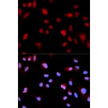 Immunofluorescence - Anti-ABL1 (phospho Y204) Antibody (AP0003) - Antibodies.com