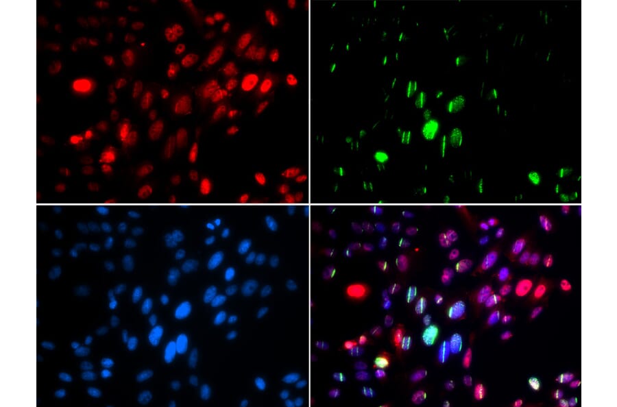 Immunofluorescence - Anti-ABL1 (phospho Y204) Antibody (AP0003) - Antibodies.com