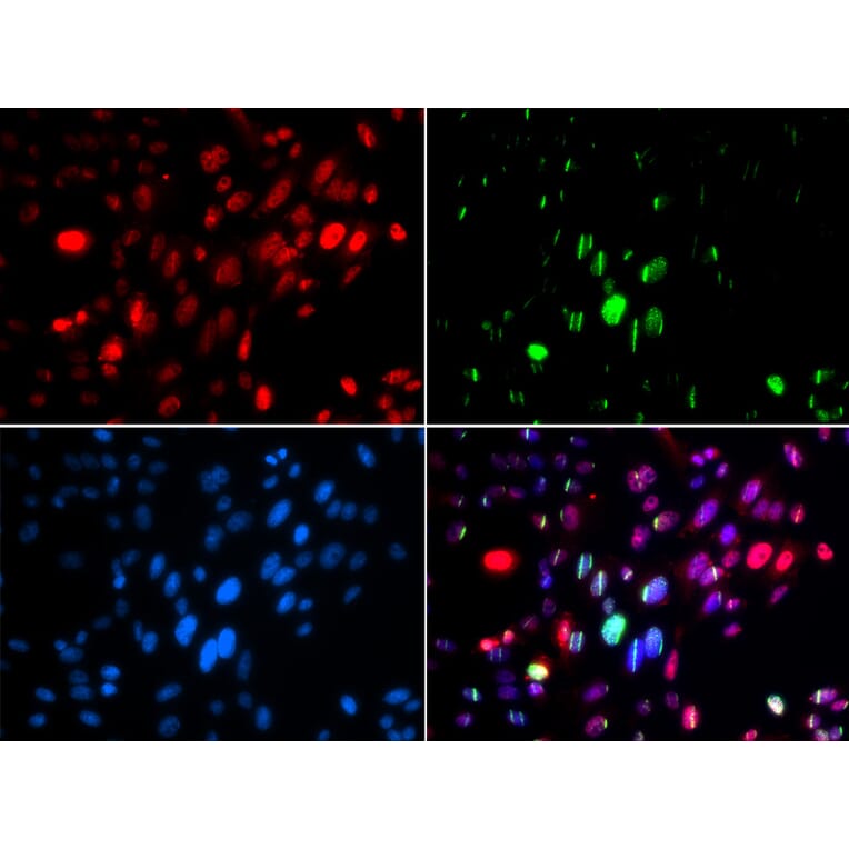Immunofluorescence - Anti-ABL1 (phospho Y204) Antibody (AP0003) - Antibodies.com