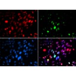 Immunofluorescence - Anti-ABL1 (phospho Y204) Antibody (AP0003) - Antibodies.com