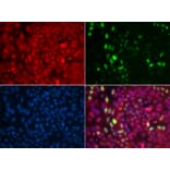 Immunofluorescence - Anti-ABL1 (phospho Y204) Antibody (AP0003) - Antibodies.com