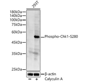 Western Blot - Anti-Chk1 (phospho Ser280) Antibody (A12451) - Antibodies.com