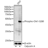 Western Blot - Anti-Chk1 (phospho Ser280) Antibody (A12451) - Antibodies.com