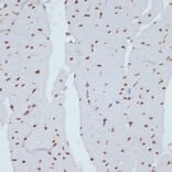 Immunohistochemistry - Anti-Chk1 (phospho Ser280) Antibody (A12451) - Antibodies.com