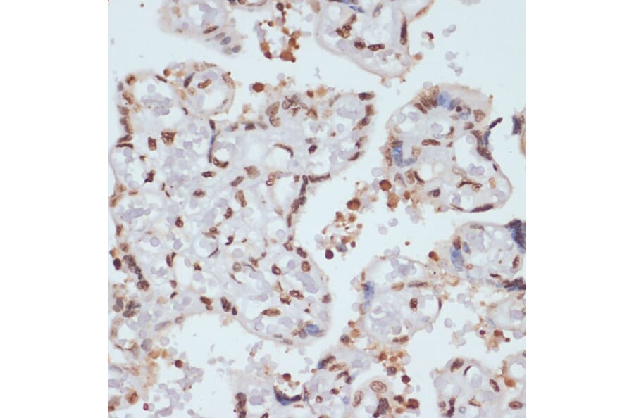 Immunohistochemistry - Anti-Chk1 (phospho Ser280) Antibody (A12451) - Antibodies.com