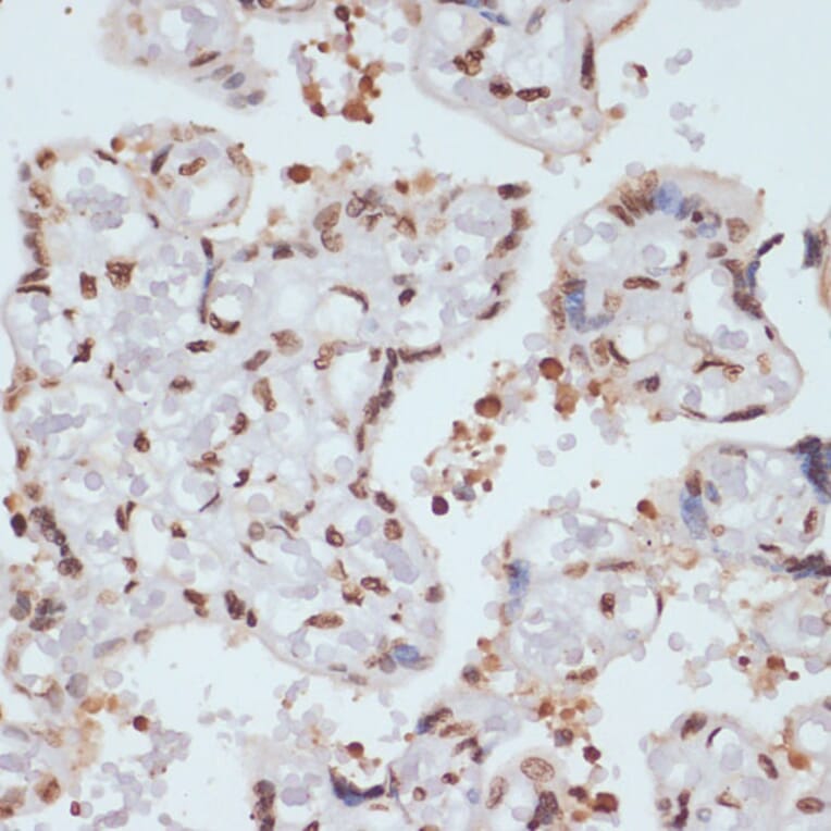 Immunohistochemistry - Anti-Chk1 (phospho Ser280) Antibody (A12451) - Antibodies.com