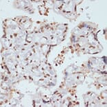 Immunohistochemistry - Anti-Chk1 (phospho Ser280) Antibody (A12451) - Antibodies.com
