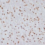 Immunohistochemistry - Anti-Chk1 (phospho Ser280) Antibody (A12451) - Antibodies.com