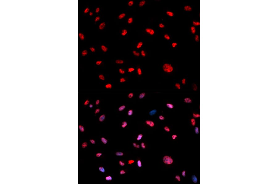 Immunofluorescence - Anti-Jun (phospho T239) Antibody (AP0049) - Antibodies.com