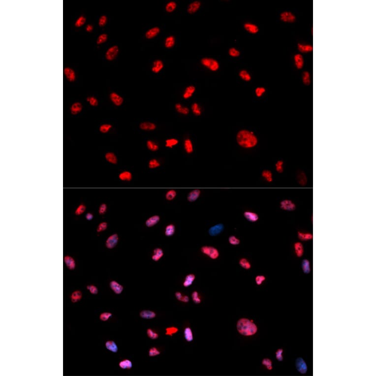 Immunofluorescence - Anti-Jun (phospho T239) Antibody (AP0049) - Antibodies.com