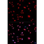 Immunofluorescence - Anti-Jun (phospho T239) Antibody (AP0049) - Antibodies.com