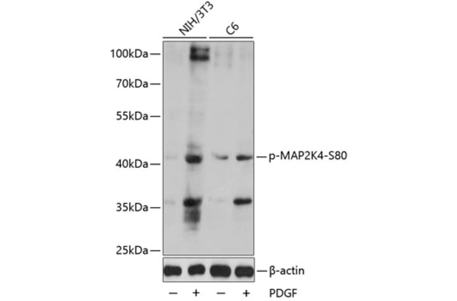 Western Blot - Anti-MAP2K4 (phospho S80) Antibody (AP0067) - Antibodies.com