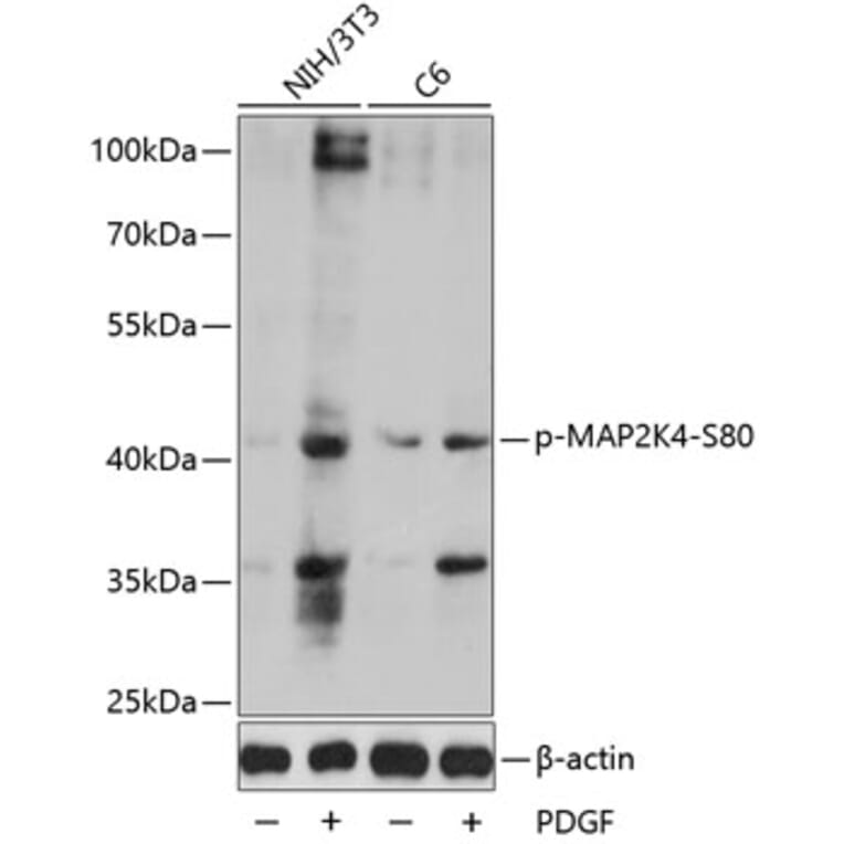 Western Blot - Anti-MAP2K4 (phospho S80) Antibody (AP0067) - Antibodies.com