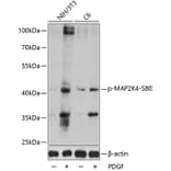 Western Blot - Anti-MAP2K4 (phospho S80) Antibody (AP0067) - Antibodies.com