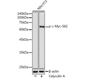 Western Blot - Anti-c-Myc (phospho Ser62) Antibody (A12455) - Antibodies.com