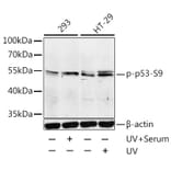 Western Blot - Anti-p53 (phospho Ser9) Antibody (A12456) - Antibodies.com