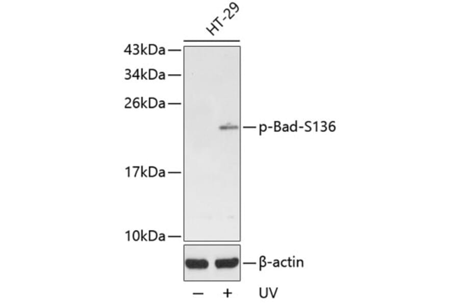 Western Blot - Anti-Bad (phospho S136) Antibody (AP0144) - Antibodies.com