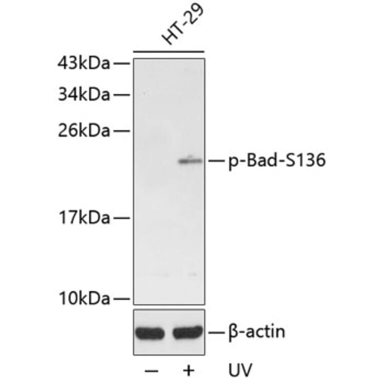 Western Blot - Anti-Bad (phospho S136) Antibody (AP0144) - Antibodies.com