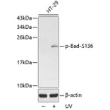 Western Blot - Anti-Bad (phospho S136) Antibody (AP0144) - Antibodies.com