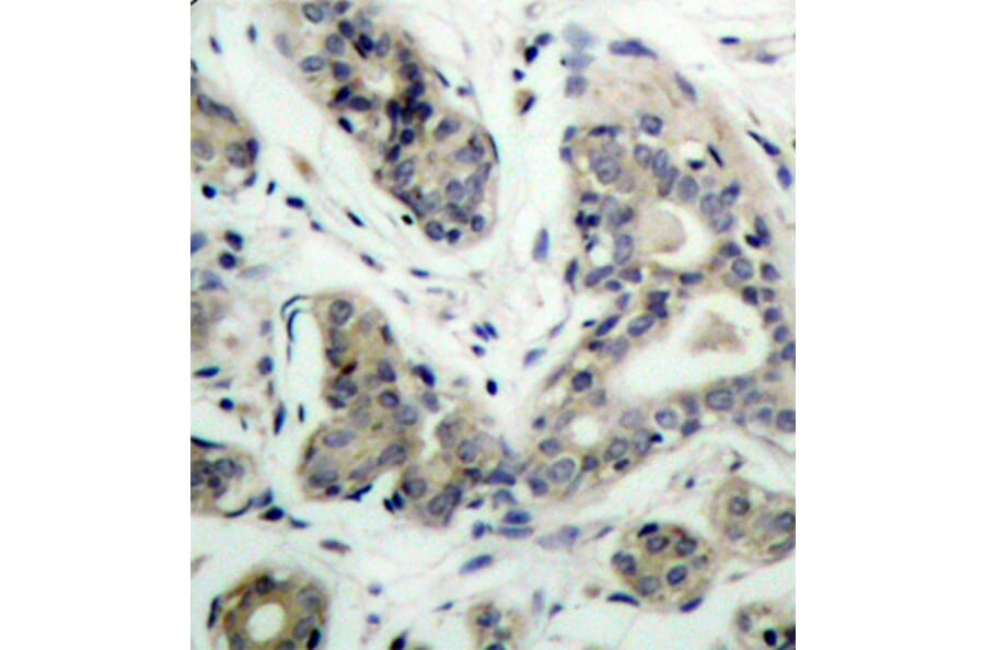Immunohistochemistry - Anti-Bad (phospho S136) Antibody (AP0144) - Antibodies.com