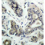 Immunohistochemistry - Anti-Bad (phospho S136) Antibody (AP0144) - Antibodies.com