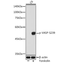 Western Blot - Anti-VASP (phospho Ser239) Antibody (A12464) - Antibodies.com